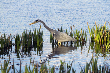 Grey Heron, the largest land bird found in the British Isles.