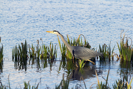 Grey Heron, the largest kand bird found in the British Isles.