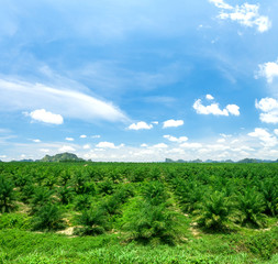Fototapeta na wymiar Palm oil plantations