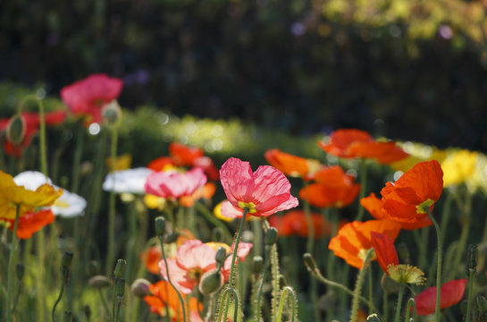 Colored poppies in the flower bed