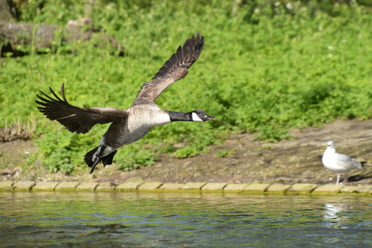 Canada Goose, Branta canadensis