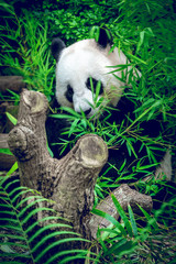 Giant panda