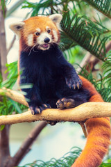 Fototapeta premium Red Panda