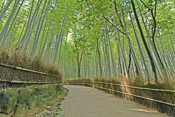 嵯峨野竹林道