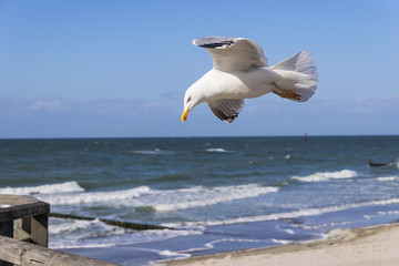 Flying seagull