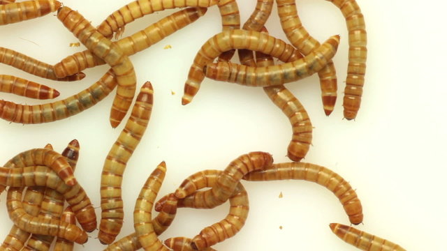 worms moving on white