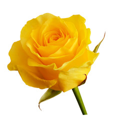 Yellow rose flower