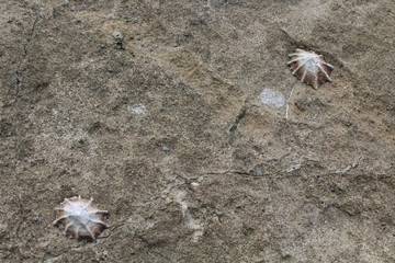 Muscheln an einem Felsen