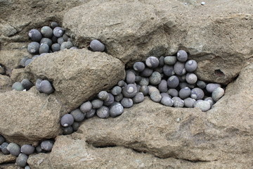 Schnecken an einem Felsen