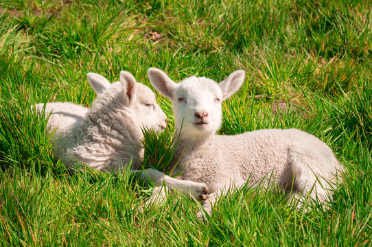 Zwei junge Schaflämmer dösen bei Sonnenschein im Gras