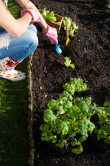 Fototapeta premium Woman planting lettuce, gardening concept