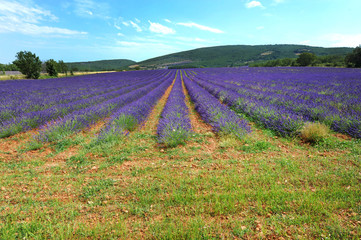 Fototapeta premium Provenza - Francia