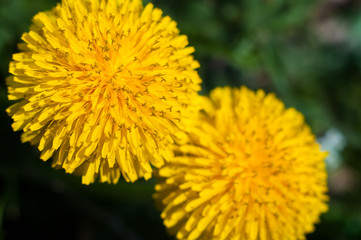 Flowering dandelions close up