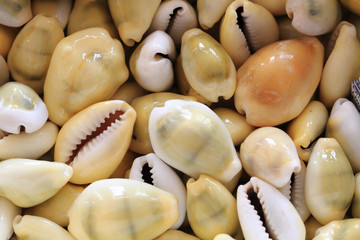 sea shells background