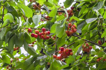 Red cherry on tree
