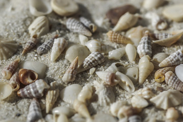 Muscheln