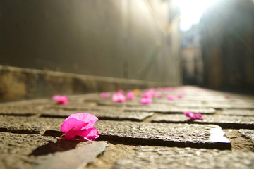 Blossoms on a Seville Street