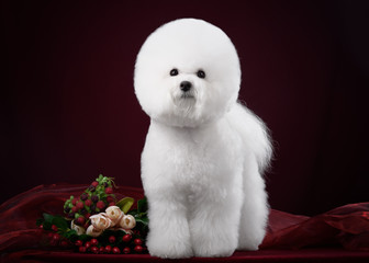 portrait of the bichon dog with white fur