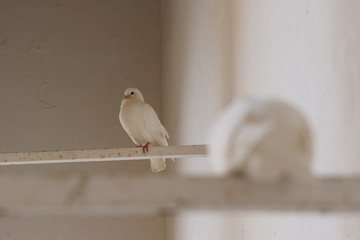 Zwei weiße Tauben