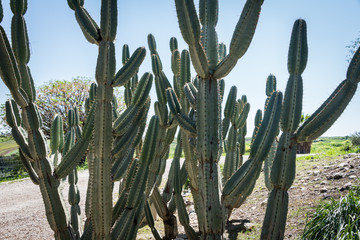 Cactus at Tel Hazor