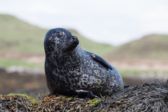 Foca nelle isole ebridi