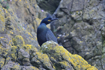 Cormorano - Shag