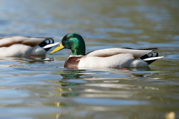 Mallard, Anas platyrhynchos