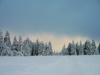 Fototapeta na wymiar Wintertannen hinter Schneefeld
