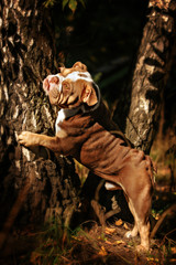 A lilac color English Bulldog sits on a bed of autumn leaves.