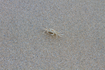 close up Ghost Crab