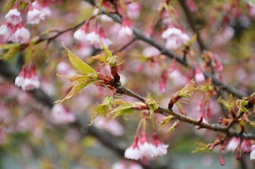 Kirschblüte im Kaiserpalast Garten von Tokio