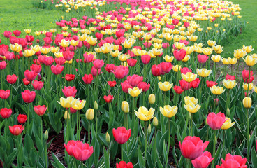 Lot of bright red and yellow tulips