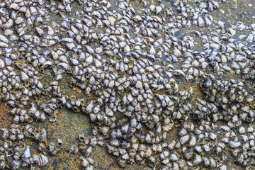Oyster shells on stone