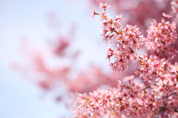 cherry blossom in spring time, sakura
