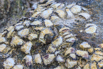 Oyster shells on stone