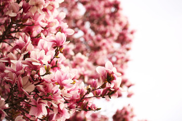 magnolia blossom branch