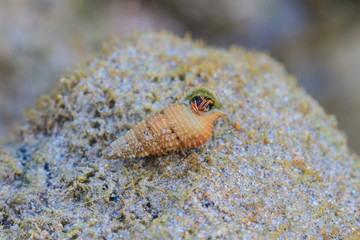 Hermit Crab in a screw shell