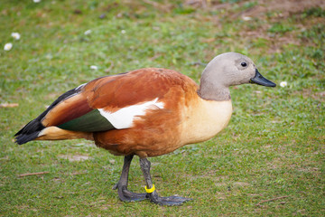 Graukopfkasarka