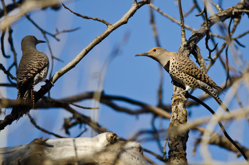 Two Northern Flickers Perched on a Branch in a Tree