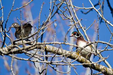Pair of Wood Ducks Perched in a Tree