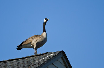 Canada Goose Resting on the Rooftop