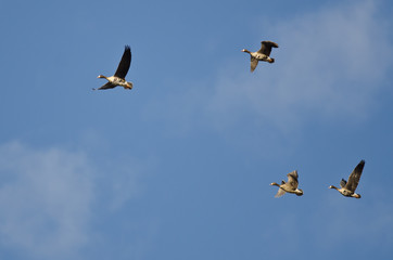 Flock of Greater White-Fronted Geese Flying in a Blue Sky