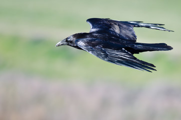 Close Look at Black Common Raven Flying Through the Sky