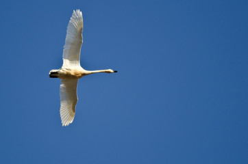 Lone Tundra Swan Flying in a Blue Sky