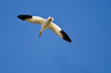 Lone Snow Goose Flying in a Blue Sky