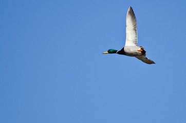 Male Mallard Duck Flying in a Blue Sky