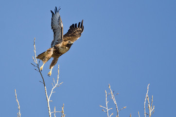 Red-Tailed Hawk Taking Off From The Tree Tops