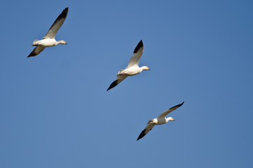 Three Snow Geese Flying in a Blue Sky
