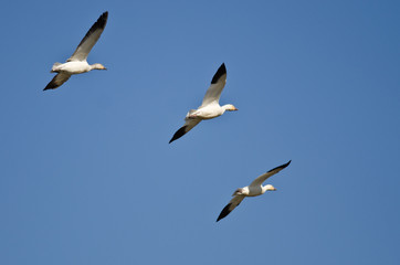 Fototapeta na wymiar Three Snow Geese Flying in a Blue Sky