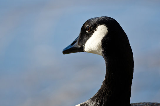 Close Look at Canada Goose Looking Out Over the Lake